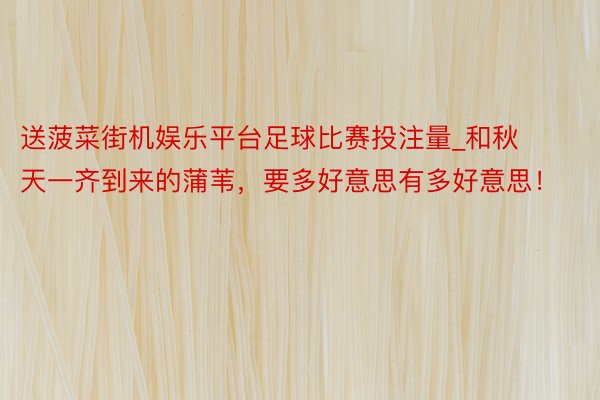 送菠菜街机娱乐平台足球比赛投注量_和秋天一齐到来的蒲苇,要多好意思有多好意思!